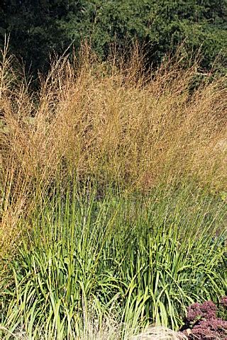 Deschampsia cespitosa семейство злаки (poaceae). TRE11323- DESCHAMPSIA CESPITOSA 'GOLDSCHLEIER' : Asset ...