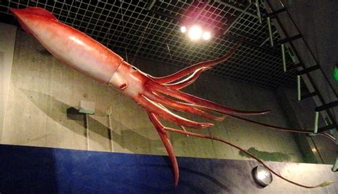 7 Biggest Squids In The World Top Biggest