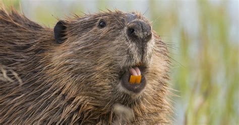 Do Beavers Make Great Pets What You Need To Know 2023