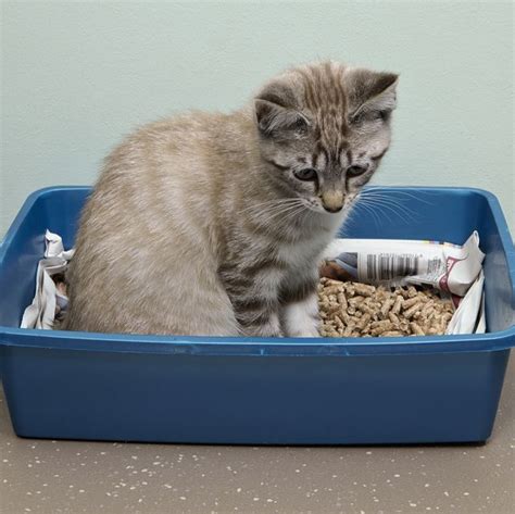The best clumping cat litters to buy in october 2020. The 10 Best Cat Litters — Cat Litter Reviews