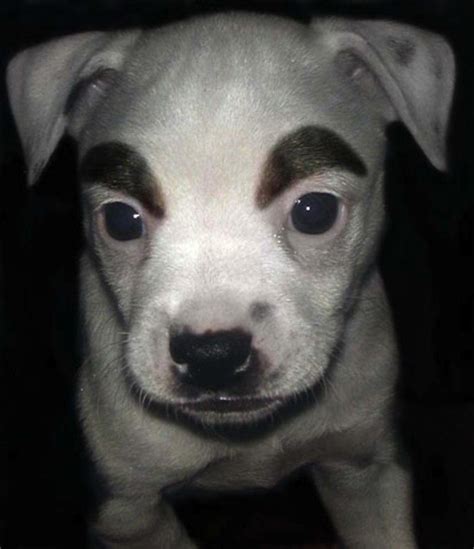 This Is What Happens When You Add Eyebrows To Your Dog Emlii