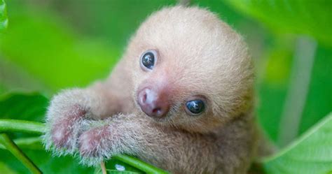 15 Unbearably Cute Sloth Pics To Celebrate The International Sloth Day