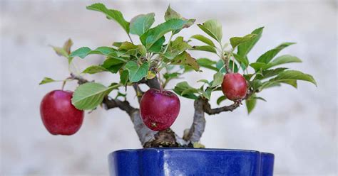Tips For Growing Bonsai Apple Trees Gardeners Path Reportwire