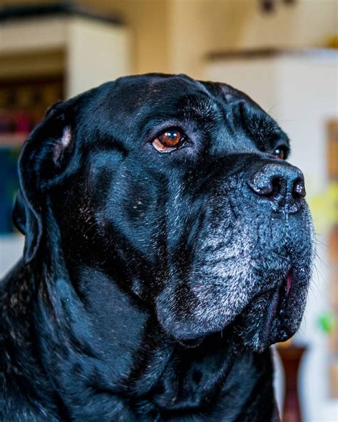 My Little Boy Bernhard ♥️ Cane Corso Italian Mastiff 😀 Almost 10