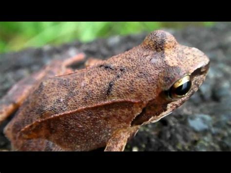 Little Brown Frog Youtube
