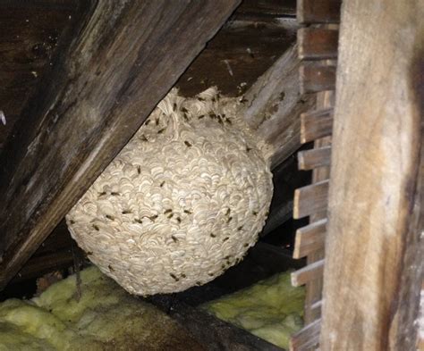 Wasp Nest Extermination Photos
