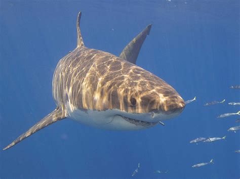 Un Grand Requin Blanc Retrouv En Train De Traquer Les Florida Keys