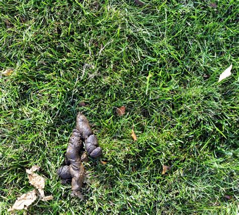 Closeup Of Dog Poop On A Green Grass Lawn Stock Image Image Of