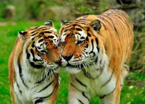 Kissing Tigers Saved Pinterest