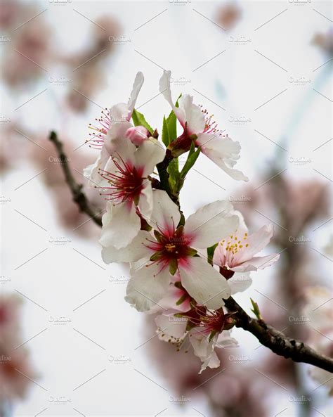 Beauty Cherry Blossom High Quality Nature Stock Photos Creative Market
