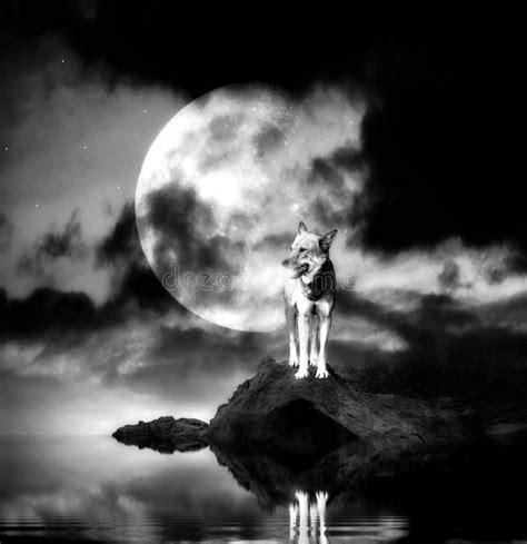 Finden sie perfekte illustrationen zum thema vollmond von getty images. Einsamer Wolf mit Vollmond stockbild. Bild von vollmond ...