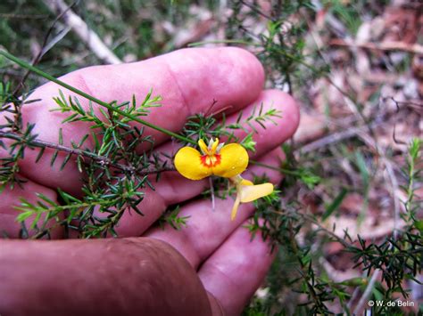 Sydneys Wildflowers And Native Plants Dillwynia Parvifolia Small