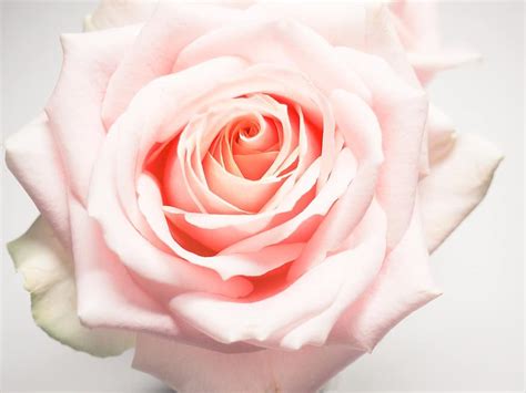 Rose Flower Petal Love Blooming Floral Anniversary Romance