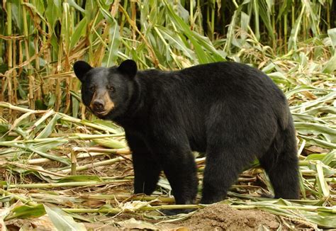 Black Bears In Massachusetts Massbears