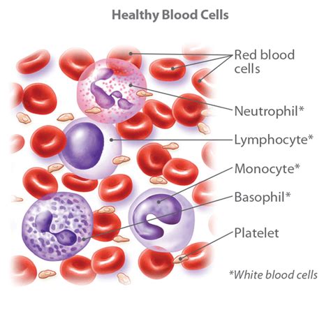 Difference Between Red Blood Cells And White Blood Cells Irasutoya