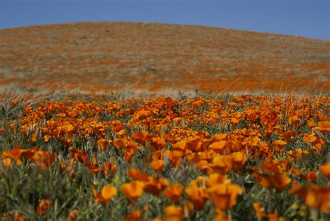 Poppies California Golden Poppy Reserve Lancaster Ca Tom Llewellyn Flickr