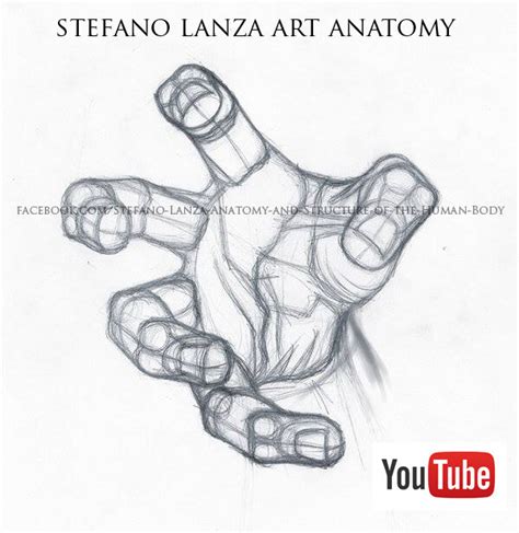Artstation Hand Stefano Lanza Human Anatomy Art Anatomy Drawing