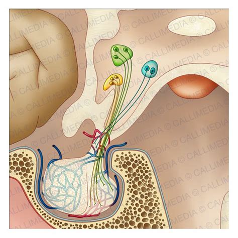 Hypophyse, an important part of endocrine system. | Endocrine system