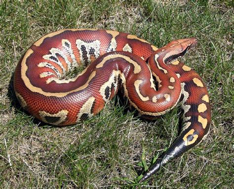 Blood Python Facts And Pictures