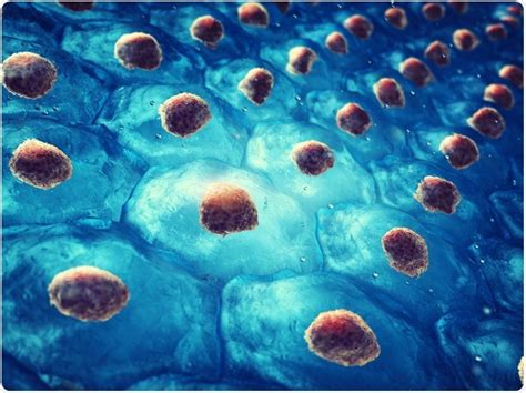 Maybe you would like to learn more about one of these? Applications of Organoids