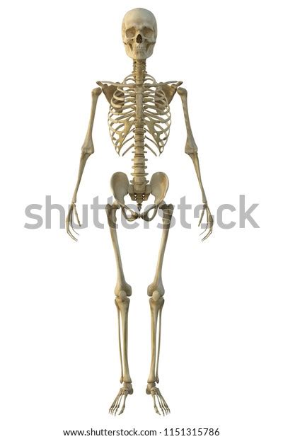 3d Render Human Male Skeleton Isolated Stock Illustration 1151315786