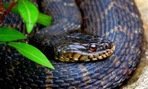 Eastern Garter Snake Chesapeake Bay Program