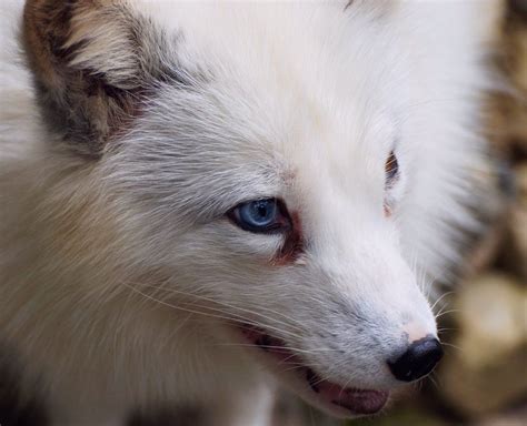 What Are Arctic Foxes Enemies Whatodi