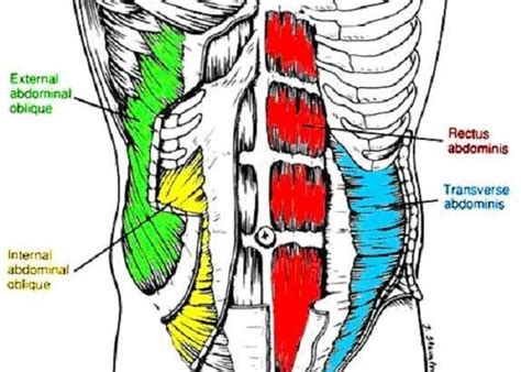 Chest And Abdominal Muscles Diagram Vivian Grisogono About The Back