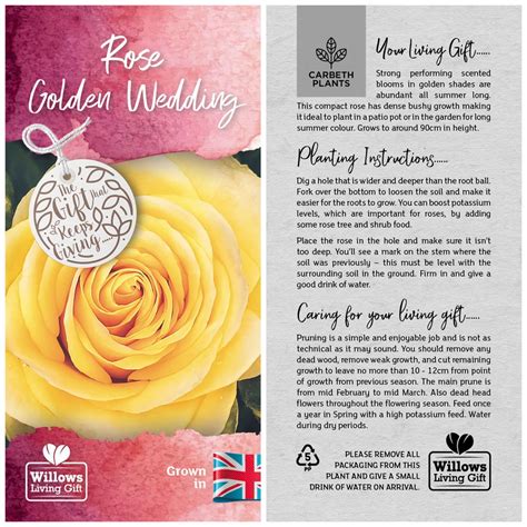 Our golden wedding anniversary gift celebrates fifty years of marriage, paying tribute to a life devoted to each other and to family. Golden Wedding Anniversary Rose Bush Gift - Willows living ...