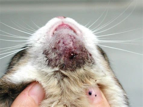 Cat skin problems are quite common and similarly to dogs, cats can suffer from parasite allergies, contact allergies, bacterial infections and hormonal imbalances. Feline chin acne with multiple comedones, furuncles ...