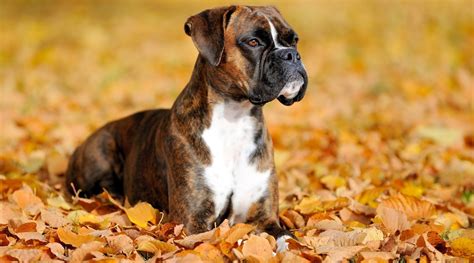 Boxer Breed Information Traits Facts Temperament And More