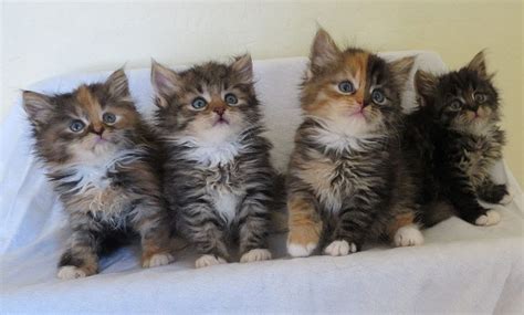 Pets4homes found 26 norwegian forest cat cats and kittens for sale in the uk. Siberian cat price range. Siberian Forest kittens for sale ...