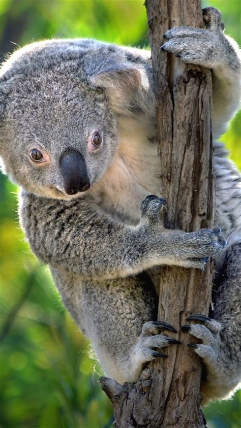 Cute Koala Hd Iphone Wallpapers Wallpaper Cave