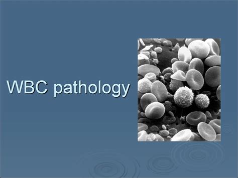 Wbc Pathology Subject 11 презентация онлайн
