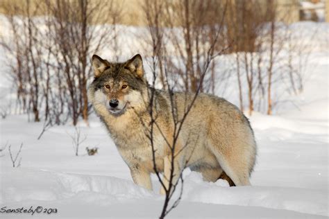 Scandinavian Grey Wolf By Cecilie Sønsteby On 500px Wolf World Grey