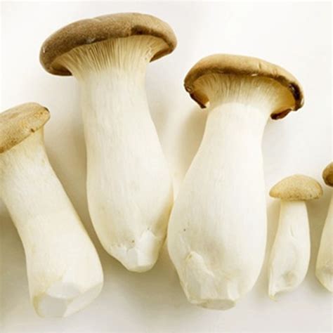 7 Types Of Japanese Mushrooms And Their Health Benefits Japan Inside