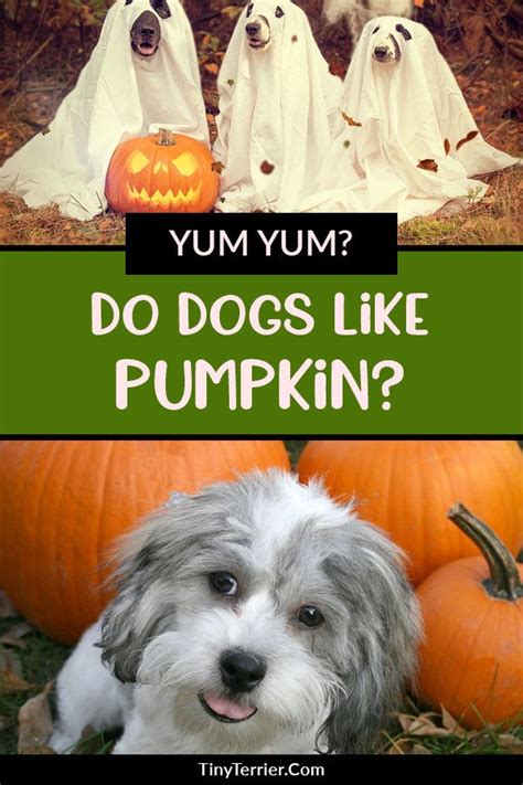 Check spelling or type a new query. Can dogs eat pumpkin? A guide to feeding pumpkin to your ...