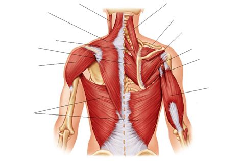 Three bones come together at the shoulder joint. unlabeled back & shoulder muscles (posterior) | Shoulder ...
