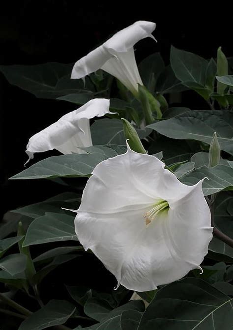 These flowers are rather special for they bloom exclusively at night and can turn any regular garden in an enchanting 'moon garden'. Moon Flowers Art Print by Angie Vogel | Flowers, Moon ...