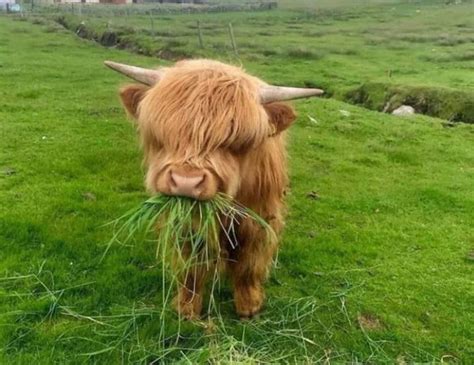 中華民國教育部版權所有© 2015 ministry of education, r.o.c. 可愛到犯規!日推特瘋傳「高地牛」 網喊：牛界天使 - 國際 - 自由時報電子報