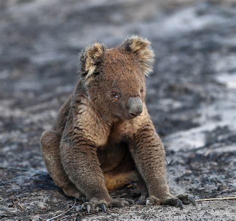 We did not find results for: Incendios Australia: 3 mil millones de animales muertos o ...