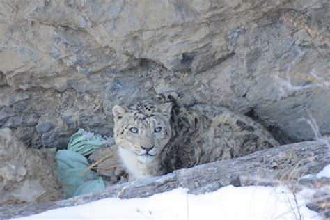Sikkim Animals Name Snow Leopard Wwf Protects The Endangered Snow