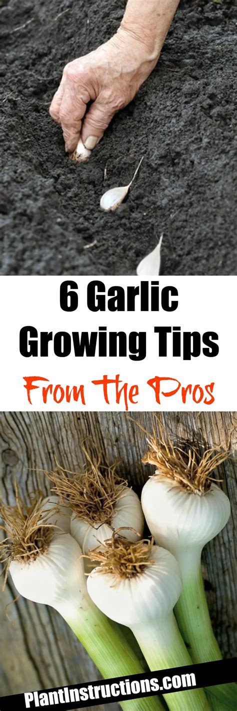 6 Garlic Growing Tips From The Pros Plant Instructions