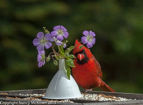 Cardinal With Bouquet Of Flowers Welcome To