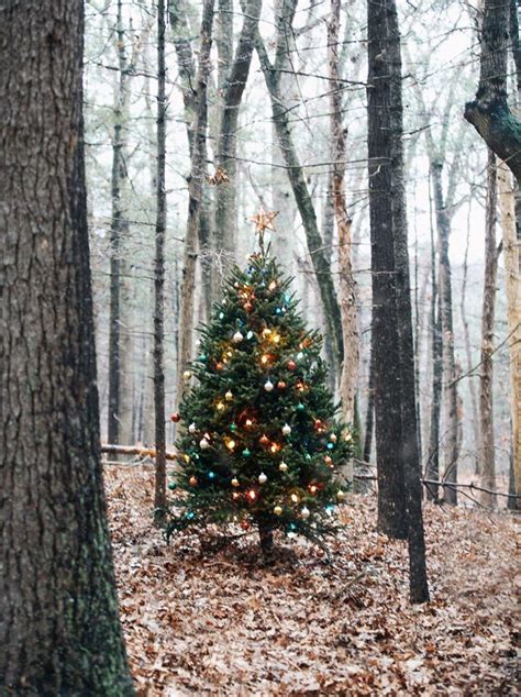 Decorated Christmas tree in the woods | Christmas lights, Christmas