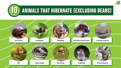 10 Animals That Hibernate Which Arent Bears Az Animals