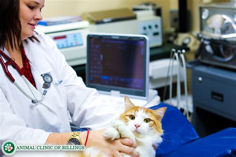 Ultrasonido Mri Xray Y Radiología Para Gatos Animal Clinic Of