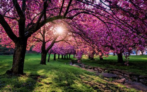 Pink Trees In The Park Hd Wallpaper Background Image 1920x1200 Id