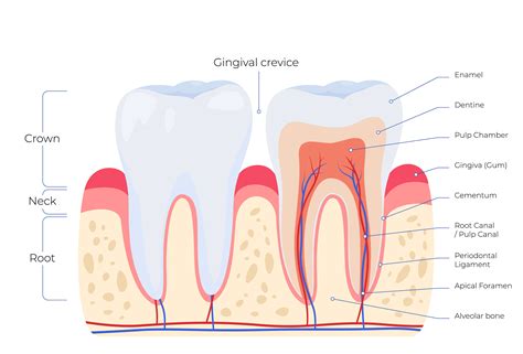 Tooth Anatomy Smile Dental Clinic