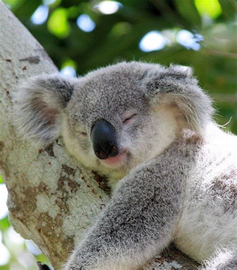 Sleeping Koala Bear Teddy Bears Pinterest